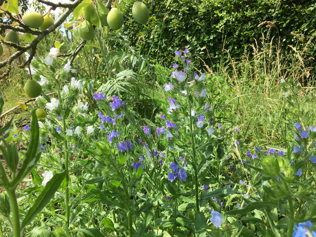 Echium sp vulgare